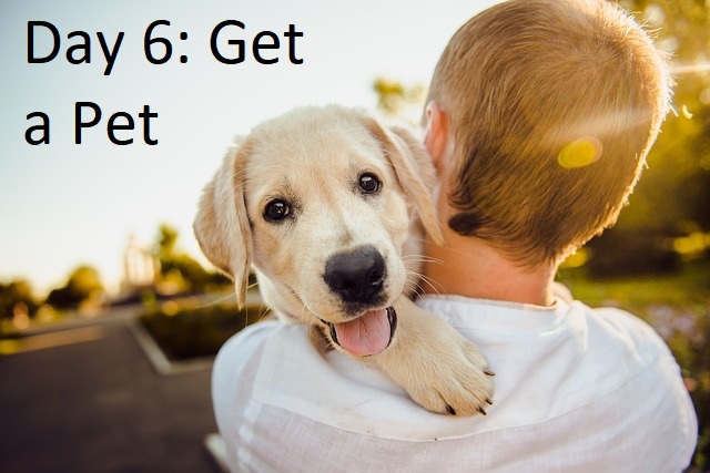Get a Pet
